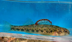 Emerald Darter photo 4