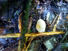 Tympanella galanthina