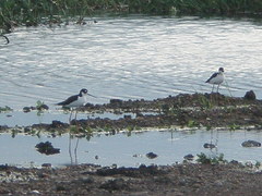 Himantopus mexicanus