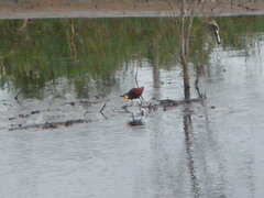 Jacana spinosa
