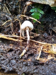 Tympanella galanthina