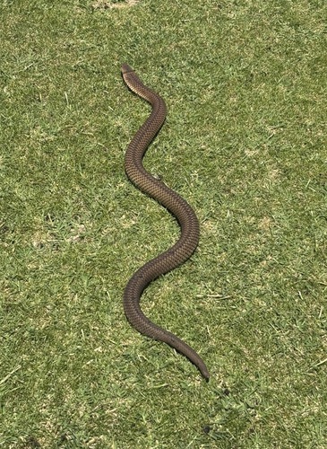 Lowlands Copperhead sighting