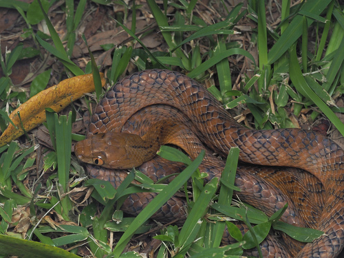 Brown Tree Snake sighting