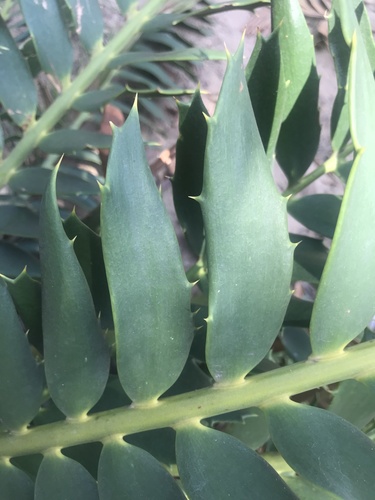 Encephalartos ferox ferox