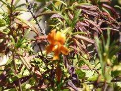 Diplacus × australis