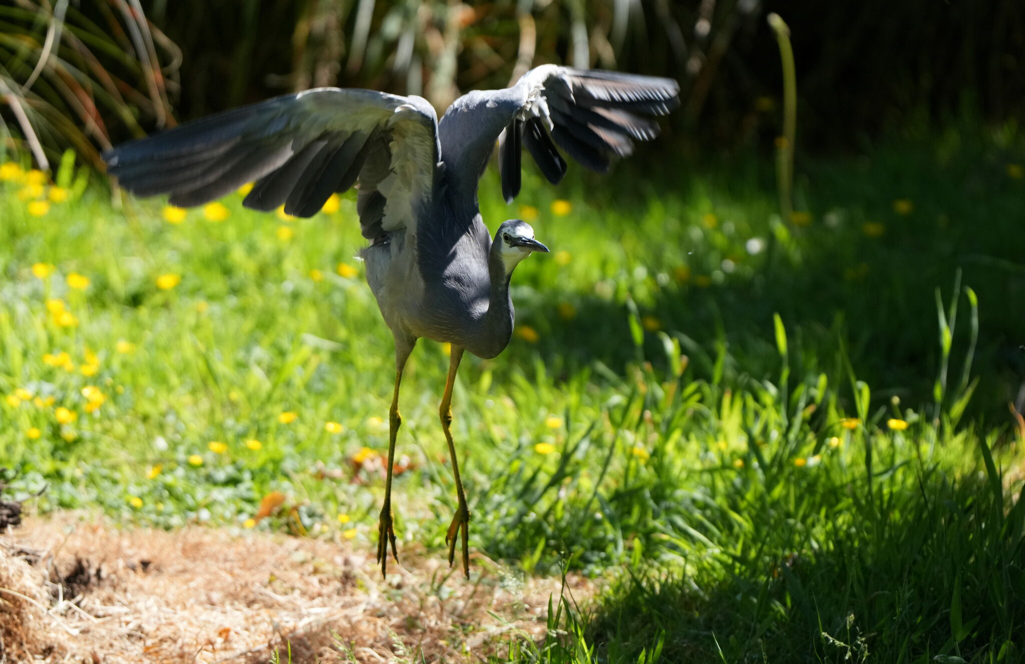 White-faced Heron illustration