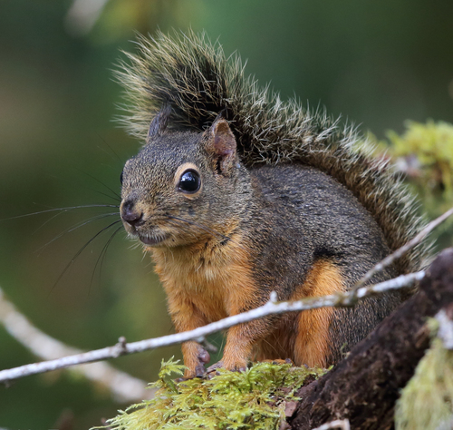 Douglas's Squirrel, Warrenton, OR, USA, photo 9 of 10