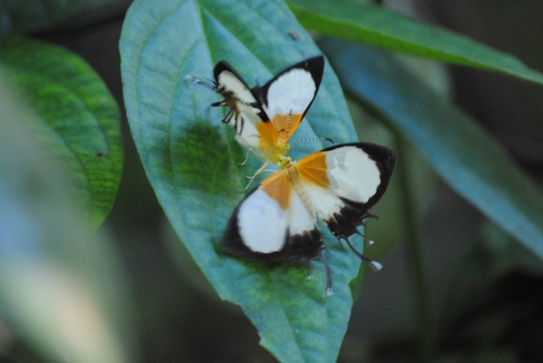 Helicopis endymiaena