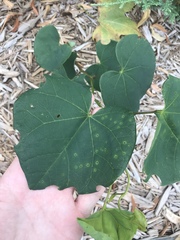 Pseudocercospora vitis