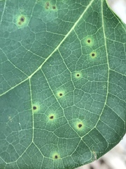 Pseudocercospora vitis