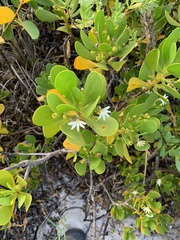 Scaevola plumieri image
