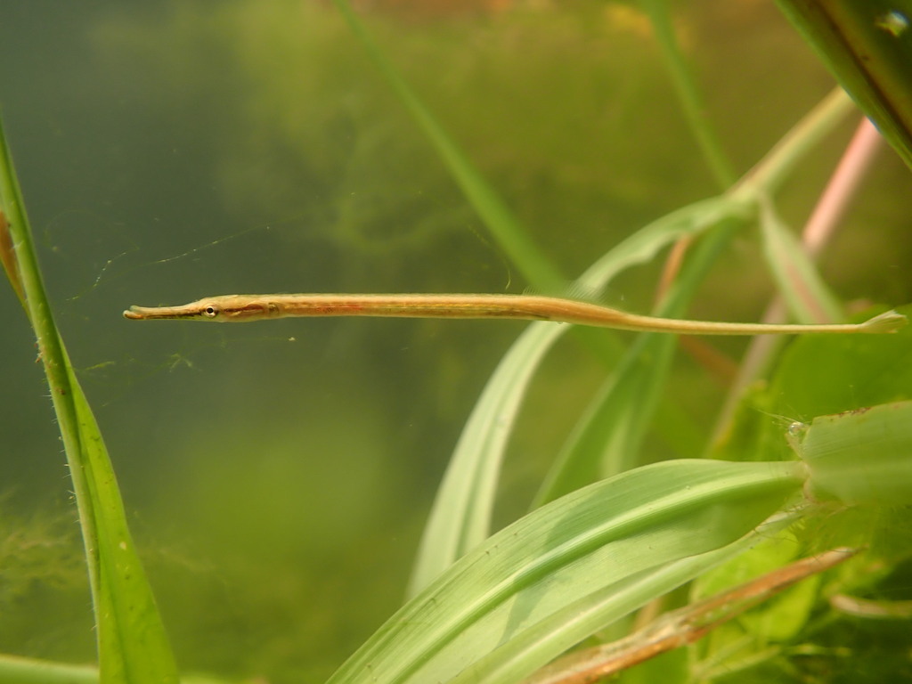 Opossum Pipefish