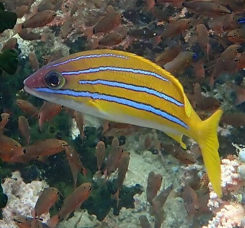 Bengal snapper (Lutjanus bengalensis) — Lutjanidae — 4