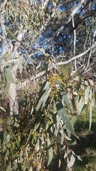 Eucalyptus melliodora