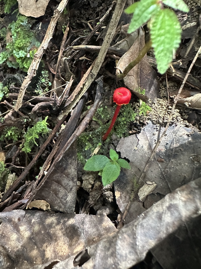 Hygrocybe trinitensis · December 2024 · photo: © heimatlos (iNaturalist, cc0)