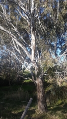 Eucalyptus melliodora