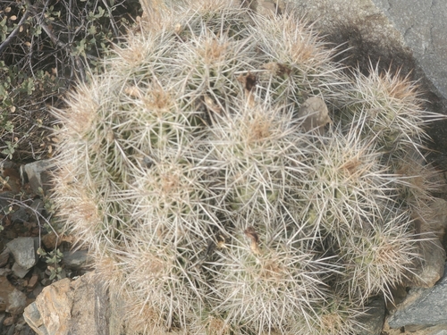 Image of Echinocereus yavapaiensis by (c) Bob Miller, some rights reserved (CC BY)