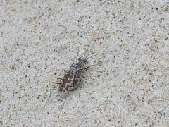 Ellipsoptera macra