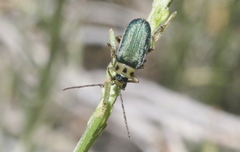 Trirhabda confusa