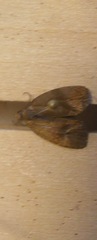 Evora hemidesma