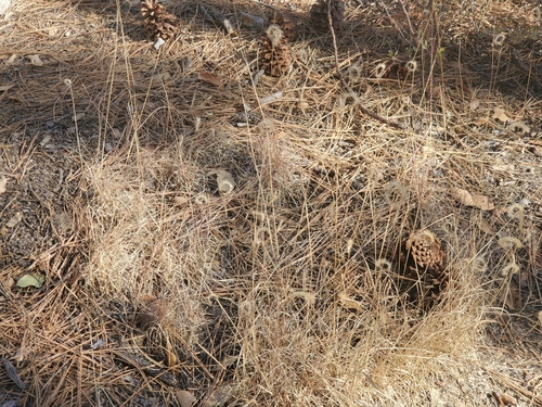 Image of Bouteloua simplex by (c) Bob Miller, some rights reserved (CC BY)