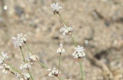 Eriogonum baileyi
