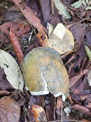 Cuora amboinensis kamaroma