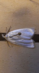 Urola nivalis