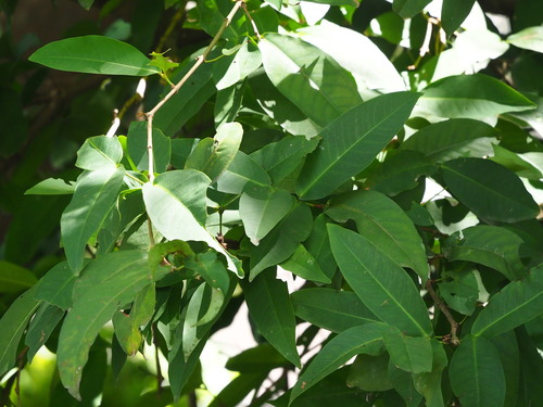 Image of Syzygium samarangense by no rights reserved