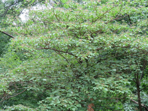 Cornus alternifolia, photographed by an iNaturalist contributor