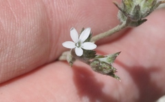 Eriastrum sparsiflorum