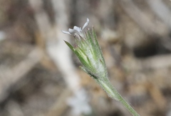 Eriastrum sparsiflorum