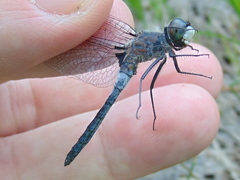 Leucorrhinia frigida