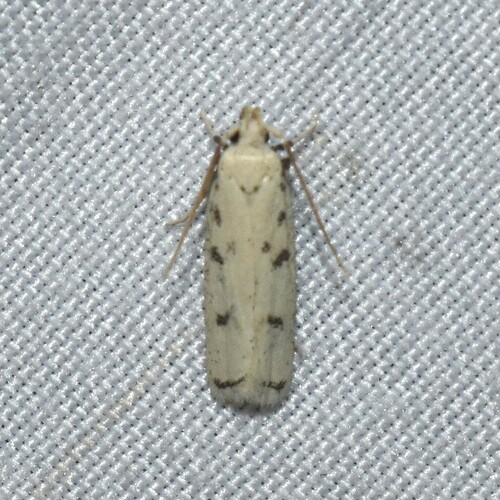 Five-spotted Glyphidocera photo 4