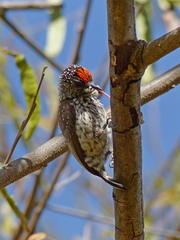 Picumnus albosquamatus