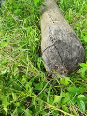 Plestiodon septentrionalis