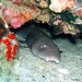 Grey Bamboo Shark - Photo (c) Mike Krampf, some rights reserved (CC BY-NC), uploaded by Mike Krampf