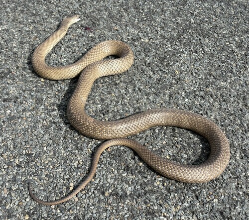 Eastern Brown Snake sighting