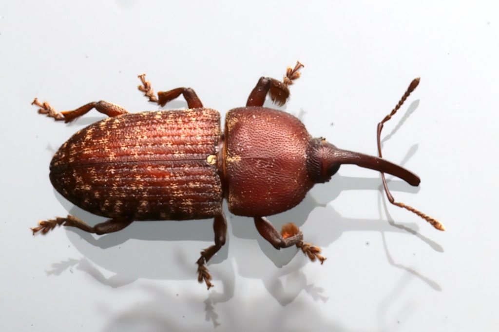 Tranes lyterioides