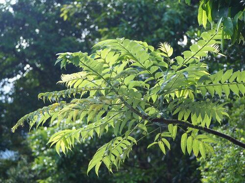Image of Zanthoxylum ailanthoides by no rights reserved