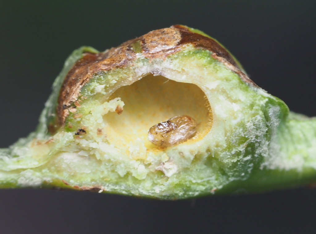 Olliffiella secunda