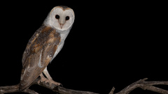 Eastern Barn Owl photo 2