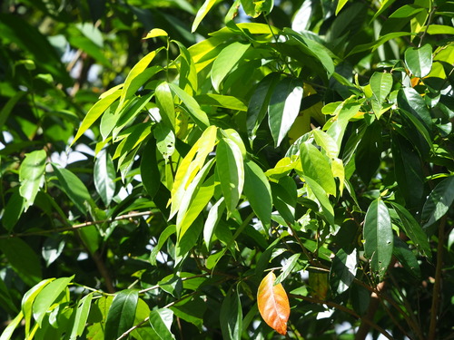 Image of Bridelia Balansae (Bridelia balansae) by no rights reserved