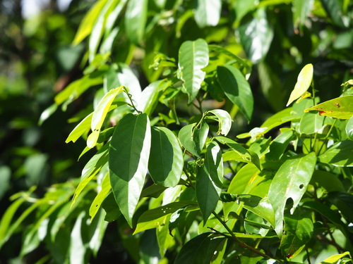 Image of Bridelia Balansae (Bridelia balansae) by no rights reserved