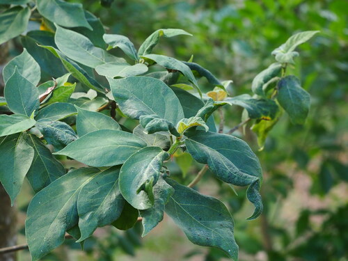 Japanese fig (Ficus erecta)