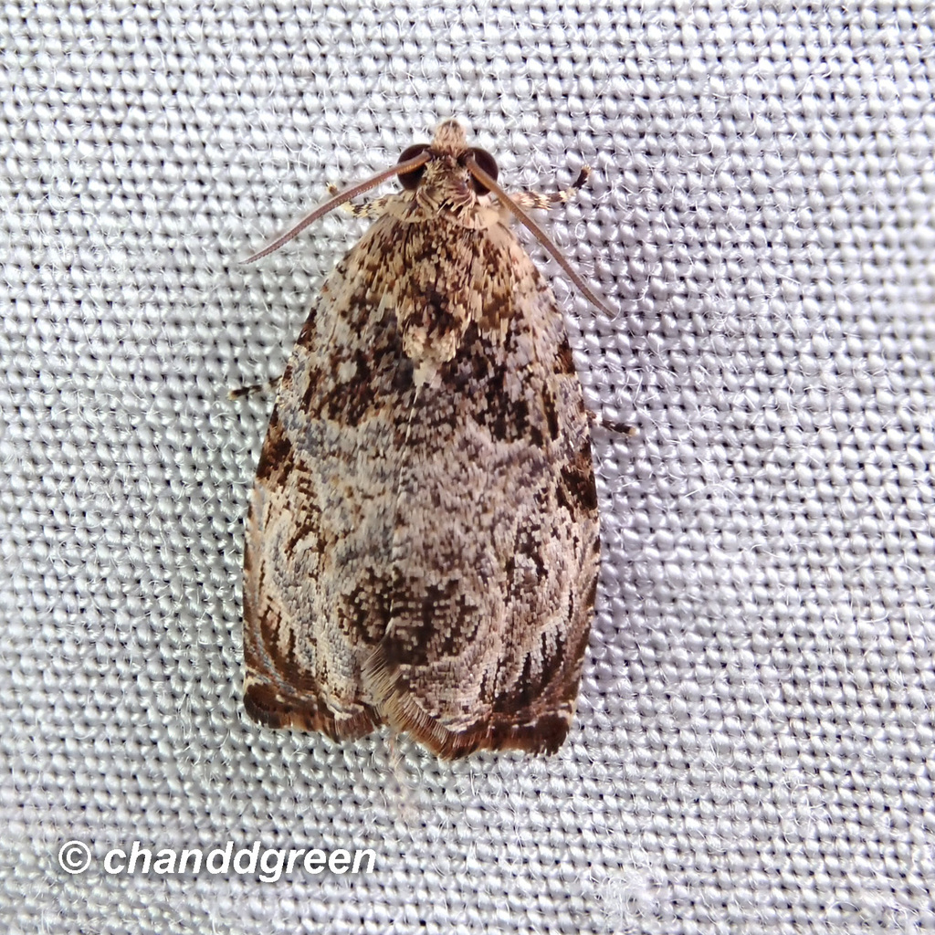 Sycacantha