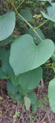 Cissus adnata observed 2024-12-14