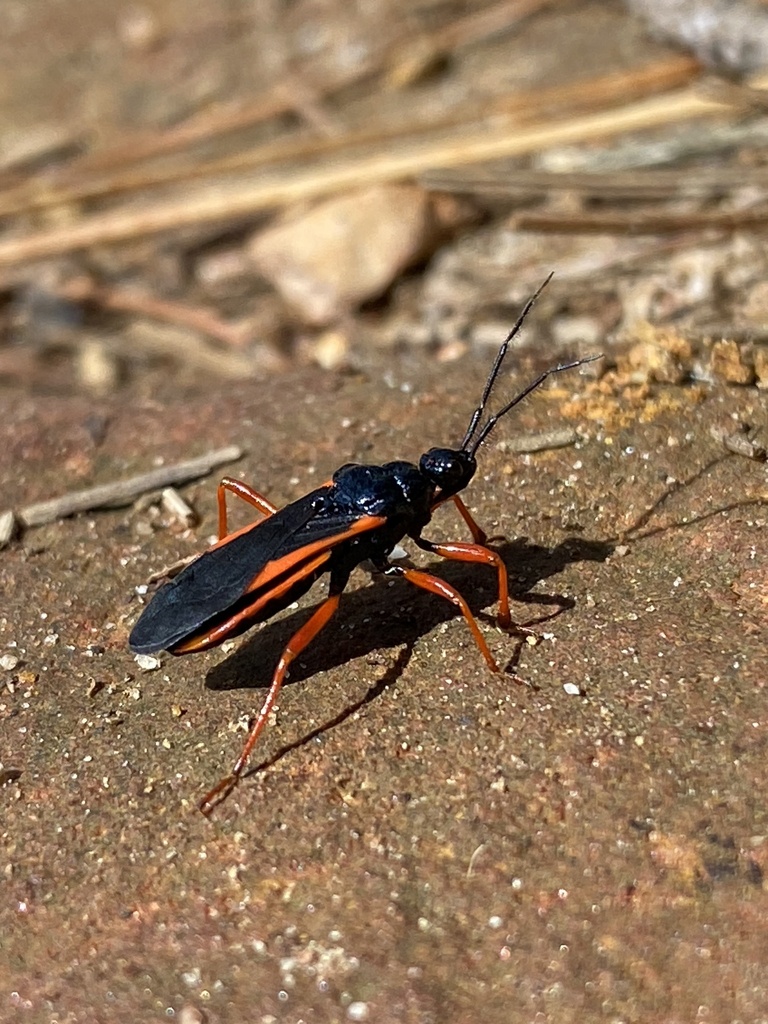 Cleptria rufipes