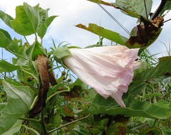 Hibiscus grandiflorus