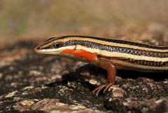 Nagarjuni Lizard photo 2